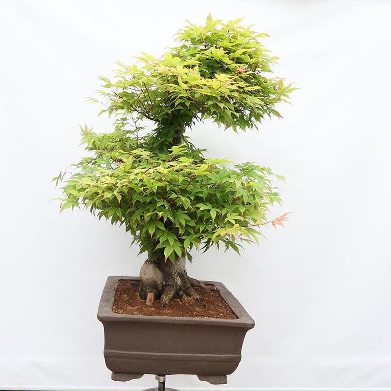 Venkovní bonsai - Javor dlanitolistý - Acer palmatum - POUZE PALETOVÁ PŘEPRAVA
