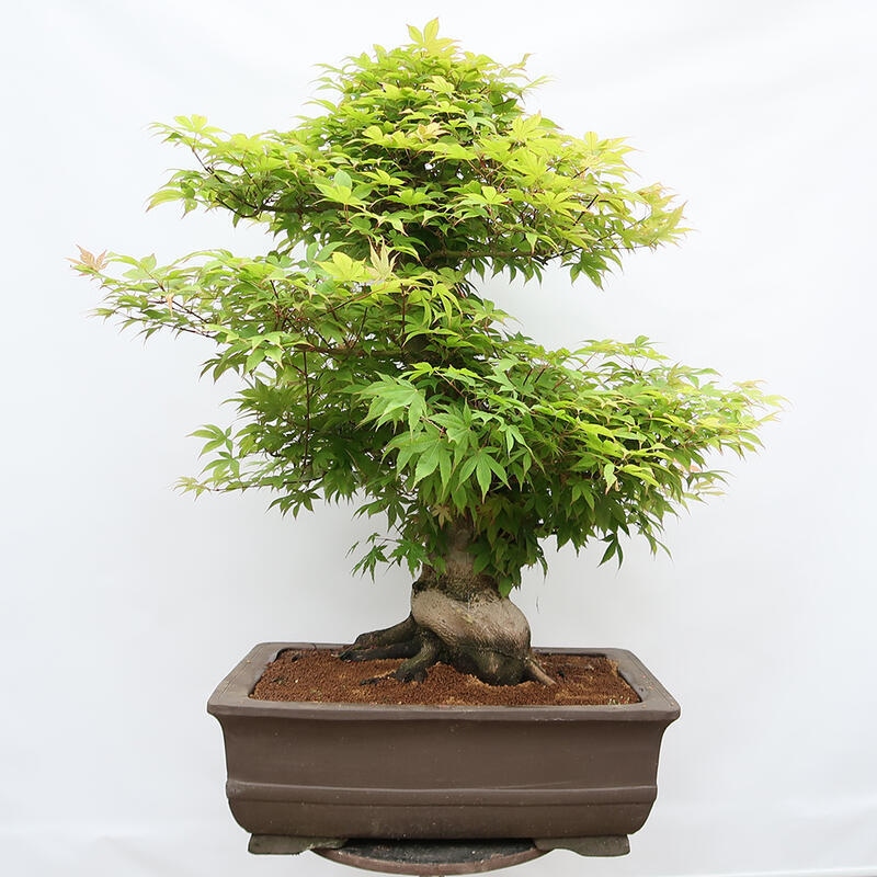 Venkovní bonsai - Javor dlanitolistý - Acer palmatum - POUZE PALETOVÁ PŘEPRAVA