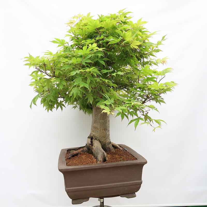 Venkovní bonsai - Javor dlanitolistý - Acer palmatum  - POUZE PALETOVÁ PŘEPRAVA