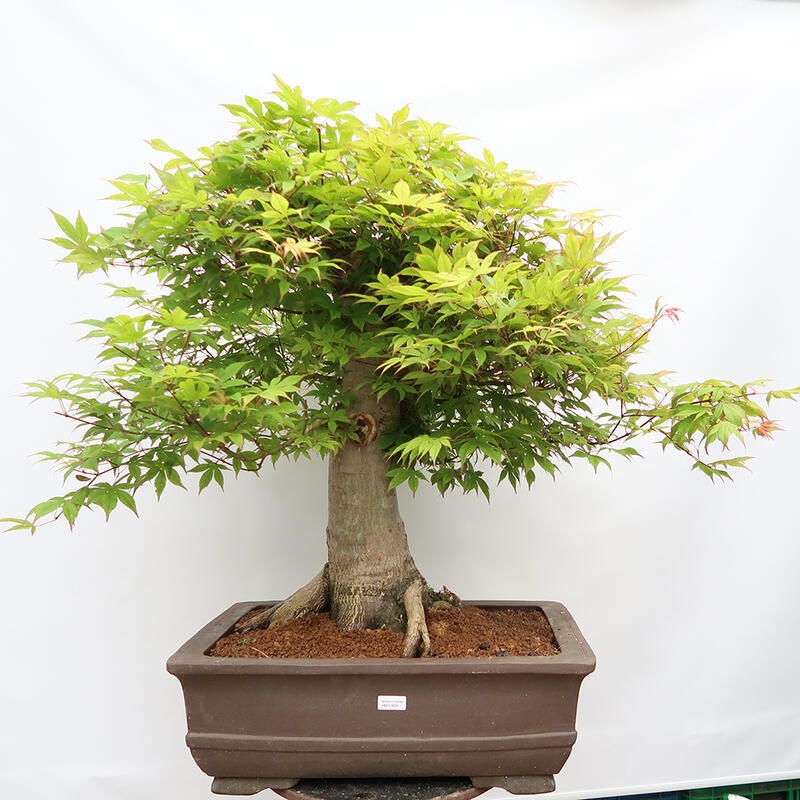 Venkovní bonsai - Javor dlanitolistý - Acer palmatum  - POUZE PALETOVÁ PŘEPRAVA