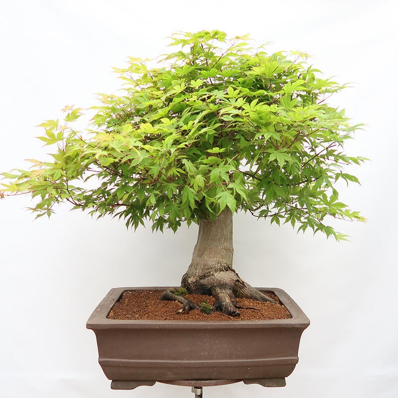 Venkovní bonsai - Javor dlanitolistý - Acer palmatum  - POUZE PALETOVÁ PŘEPRAVA