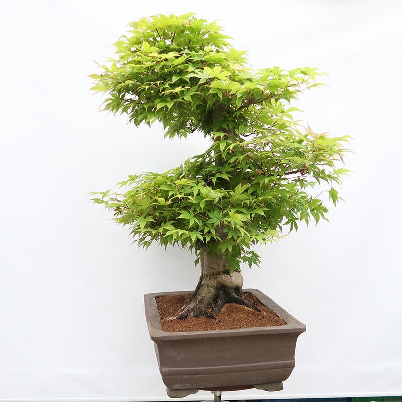 Venkovní bonsai - Javor dlanitolistý - Acer palmatum - POUZE PALETOVÁ PŘEPRAVA