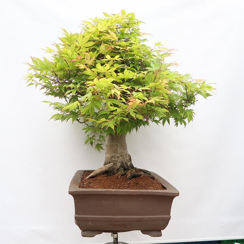 Venkovní bonsai - Javor dlanitolistý - Acer palmatum  - POUZE PALETOVÁ PŘEPRAVA