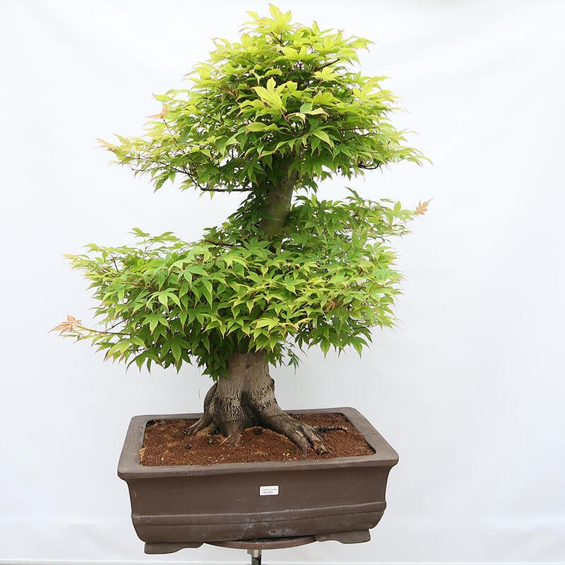 Venkovní bonsai - Javor dlanitolistý - Acer palmatum - POUZE PALETOVÁ PŘEPRAVA
