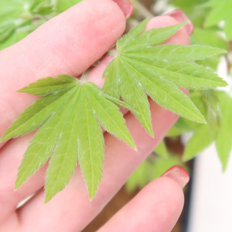 Venkovní bonsai - Javor palmatum katsura GISAN - Javor dlanitolistý