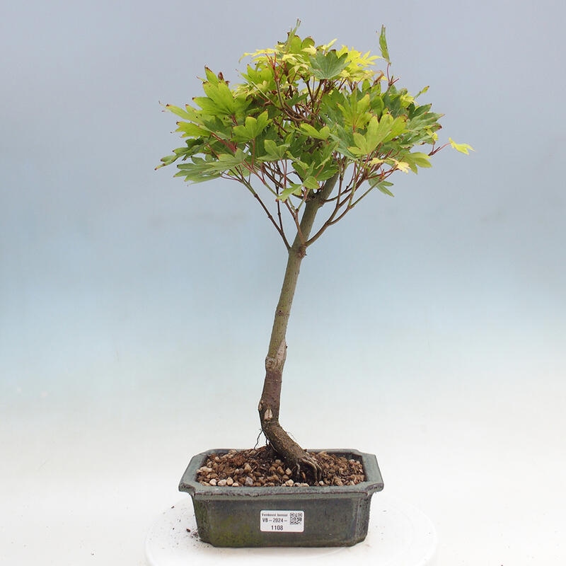 Venkovní bonsai - Javor palmatum katsura GISAN - Javor dlanitolistý