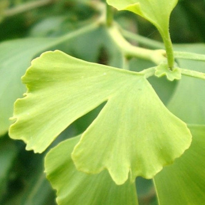 Venkovní bonsai - Jinan dvoulaločný - Ginkgo biloba
