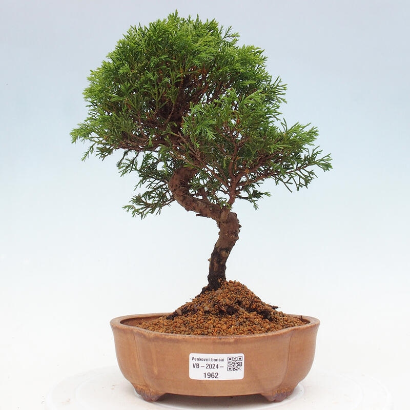Venkovní bonsai - Juniperus chinensis Itoigawa -Jalovec čínský