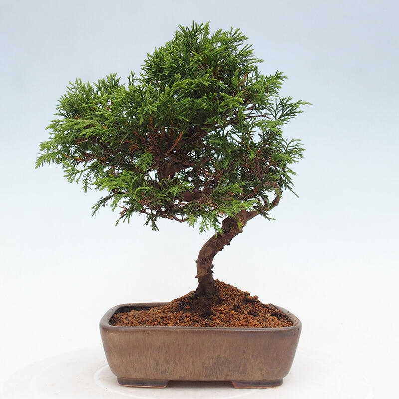 Venkovní bonsai - Juniperus chinensis Itoigawa -Jalovec čínský