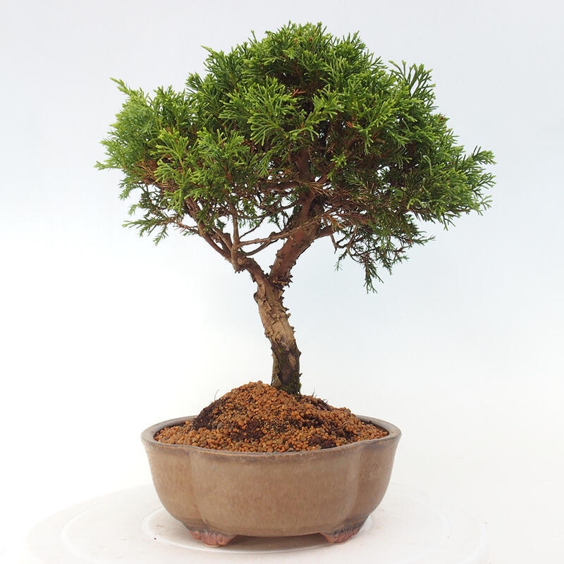 Venkovní bonsai - Juniperus chinensis Itoigawa -Jalovec čínský