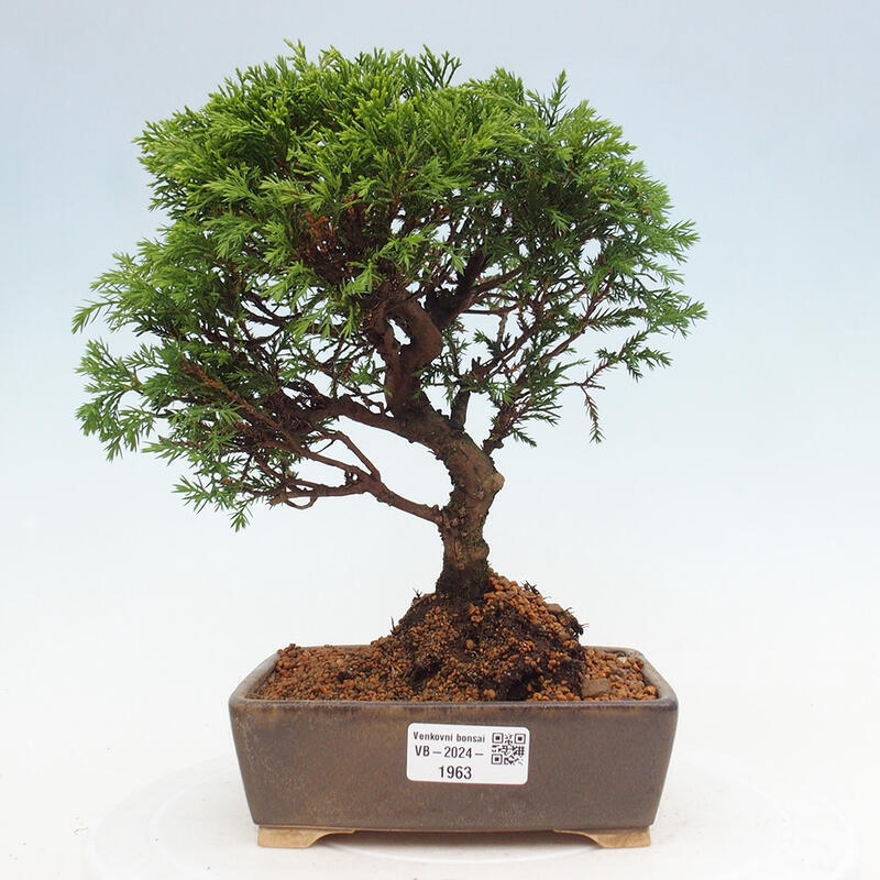 Venkovní bonsai - Juniperus chinensis Itoigawa -Jalovec čínský