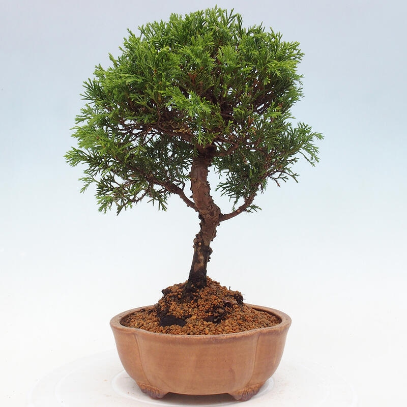 Venkovní bonsai - Juniperus chinensis Itoigawa -Jalovec čínský