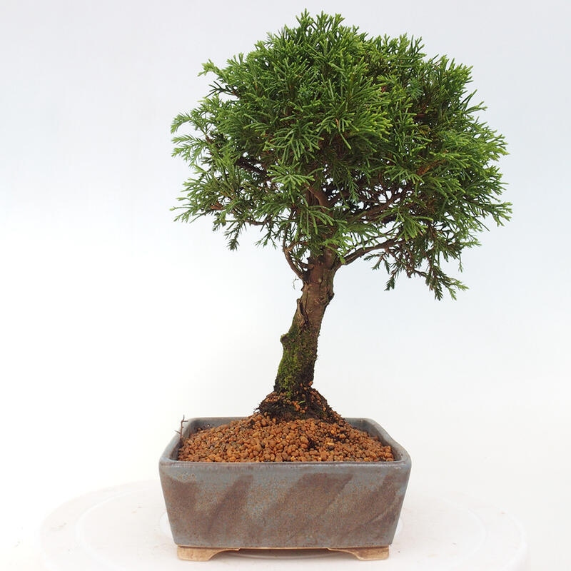 Venkovní bonsai - Juniperus chinensis Itoigawa -Jalovec čínský