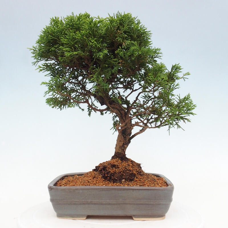 Venkovní bonsai - Juniperus chinensis Itoigawa -Jalovec čínský
