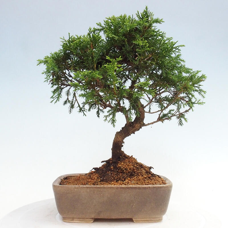 Venkovní bonsai - Juniperus chinensis Itoigawa -Jalovec čínský