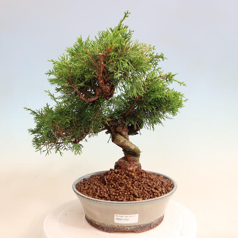Venkovní bonsai - Juniperus chinensis Itoigawa -Jalovec čínský