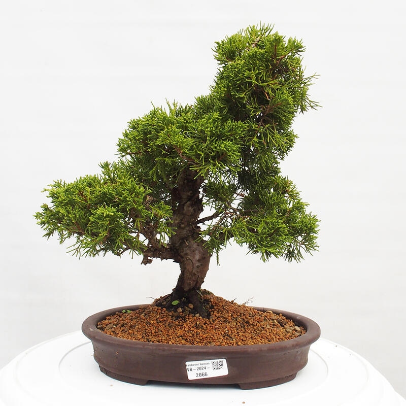 Venkovní bonsai - Juniperus chinensis Itoigawa -Jalovec čínský