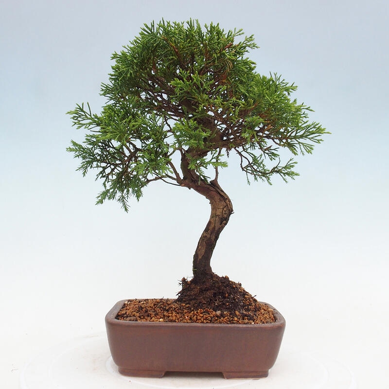 Venkovní bonsai - Juniperus chinensis Itoigawa -Jalovec čínský