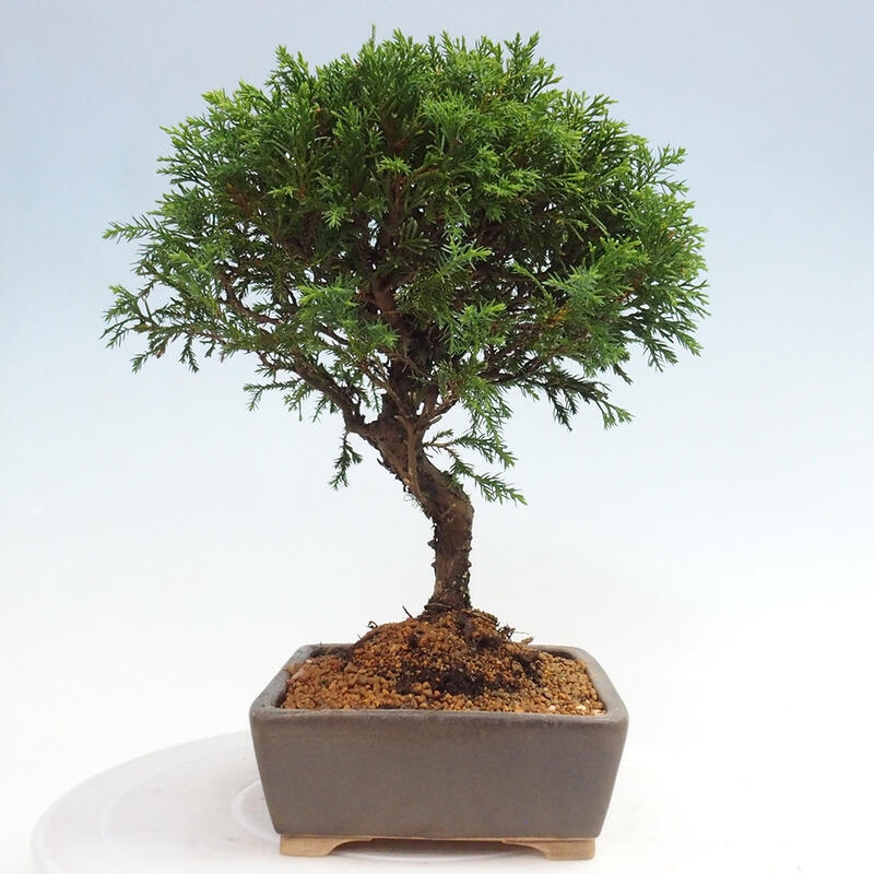 Venkovní bonsai - Juniperus chinensis Itoigawa -Jalovec čínský
