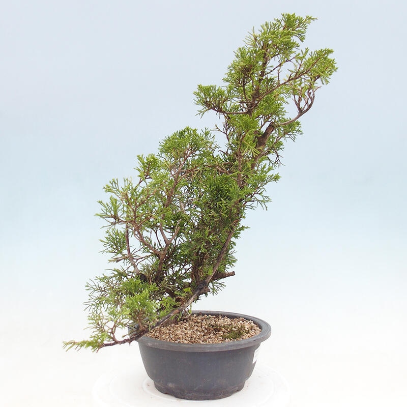 Venkovní bonsai - Juniperus chinensis Itoigawa -Jalovec čínský