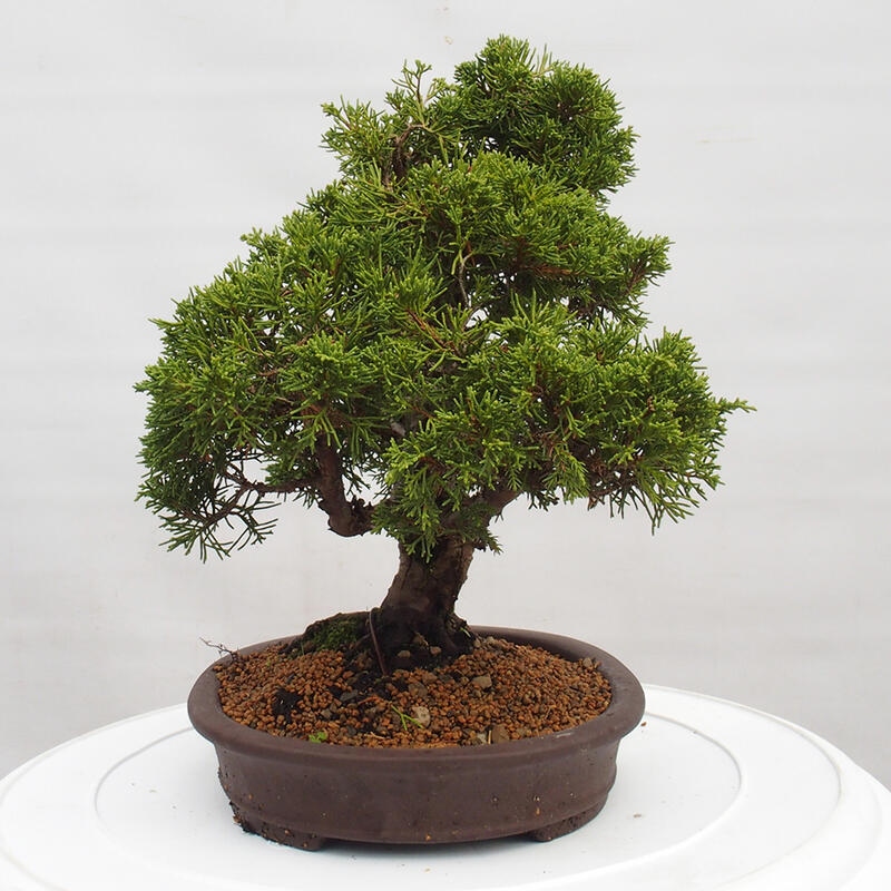 Venkovní bonsai - Juniperus chinensis Itoigawa -Jalovec čínský