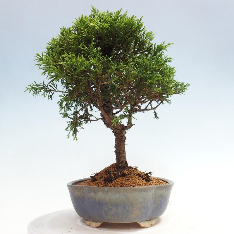 Venkovní bonsai - Juniperus chinensis Itoigawa -Jalovec čínský