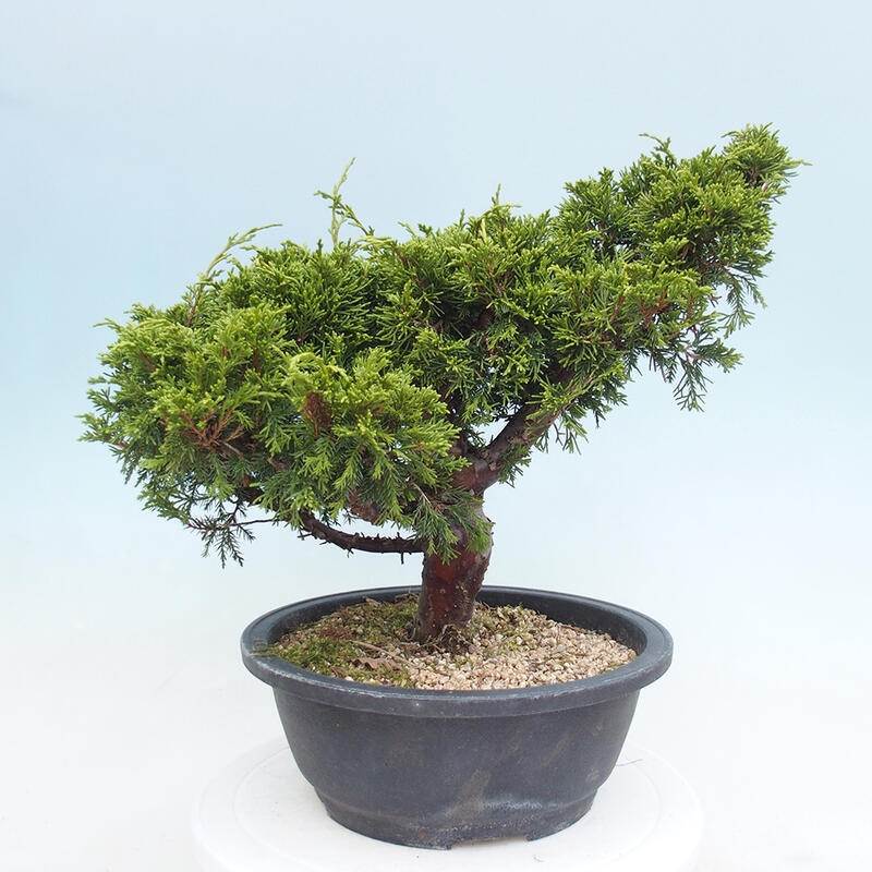 Venkovní bonsai - Juniperus chinensis Itoigawa -Jalovec čínský