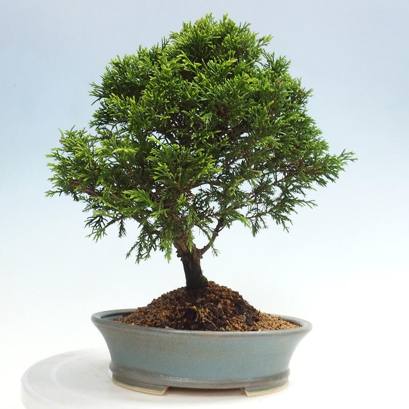 Venkovní bonsai - Juniperus chinensis Itoigawa -Jalovec čínský