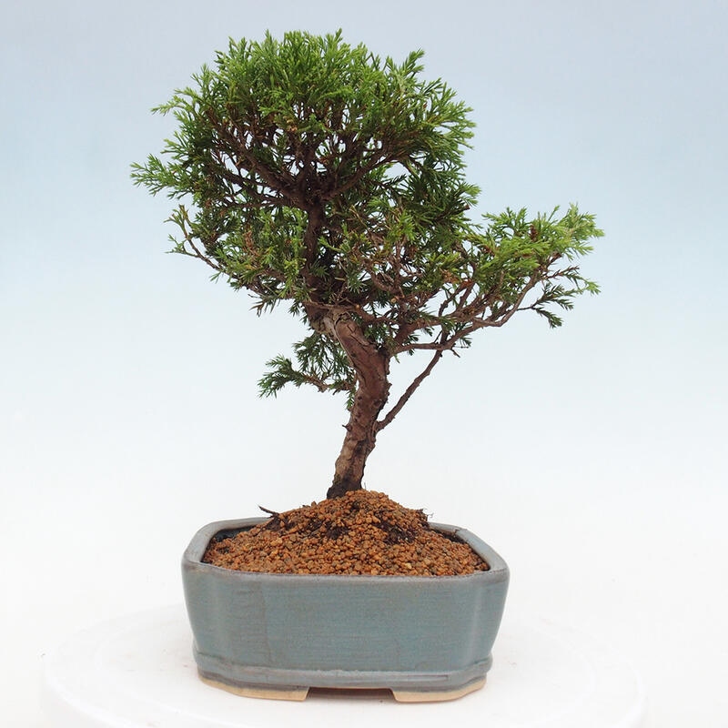 Venkovní bonsai - Juniperus chinensis Itoigawa -Jalovec čínský