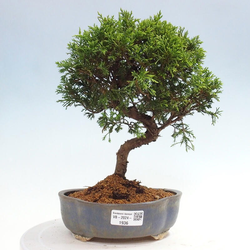Venkovní bonsai - Juniperus chinensis Itoigawa -Jalovec čínský