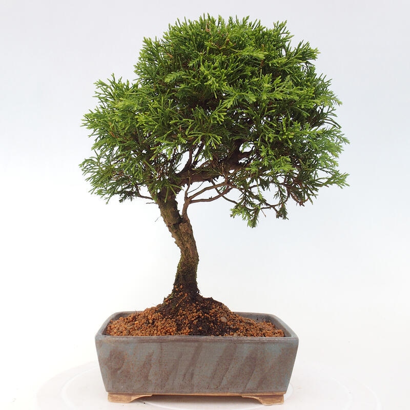 Venkovní bonsai - Juniperus chinensis Itoigawa -Jalovec čínský