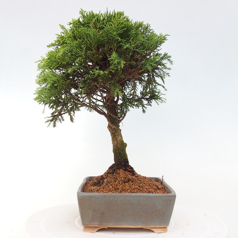 Venkovní bonsai - Juniperus chinensis Itoigawa -Jalovec čínský