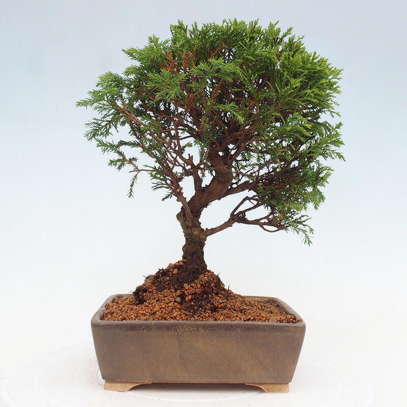 Venkovní bonsai - Juniperus chinensis Itoigawa -Jalovec čínský