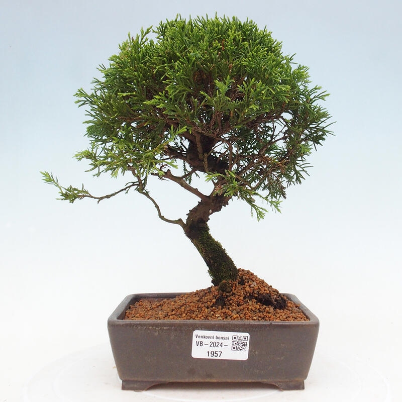 Venkovní bonsai - Juniperus chinensis Itoigawa -Jalovec čínský