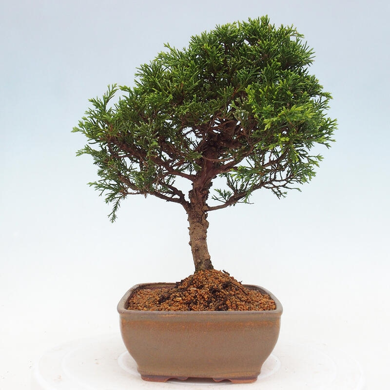Venkovní bonsai - Juniperus chinensis Itoigawa -Jalovec čínský