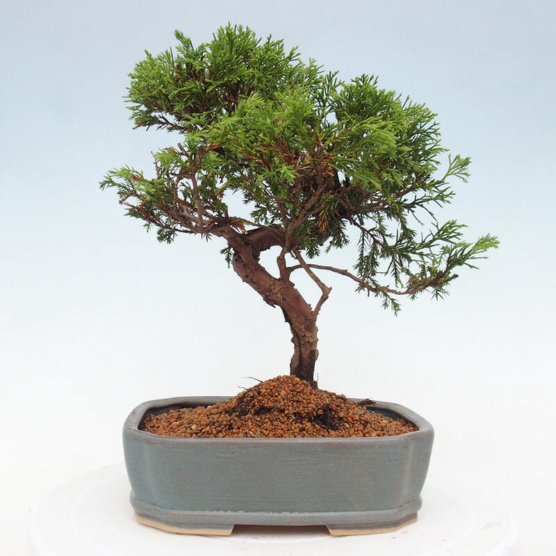 Venkovní bonsai - Juniperus chinensis Itoigawa -Jalovec čínský