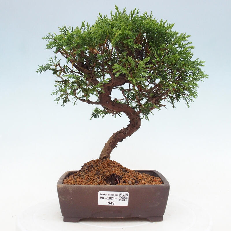 Venkovní bonsai - Juniperus chinensis Itoigawa -Jalovec čínský