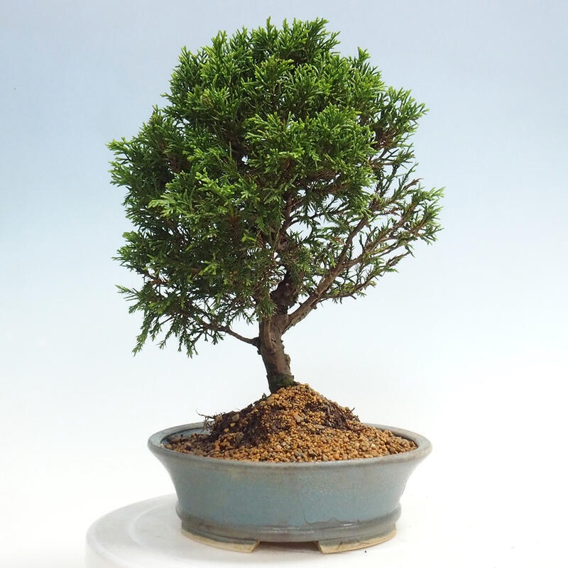 Venkovní bonsai - Juniperus chinensis Itoigawa -Jalovec čínský