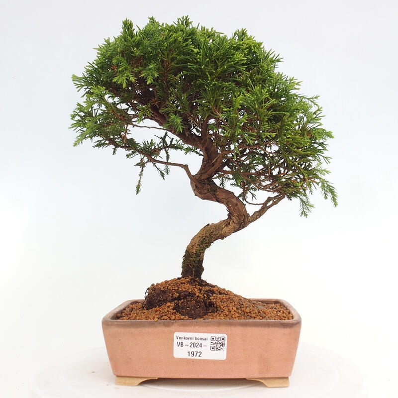 Venkovní bonsai - Juniperus chinensis Itoigawa -Jalovec čínský