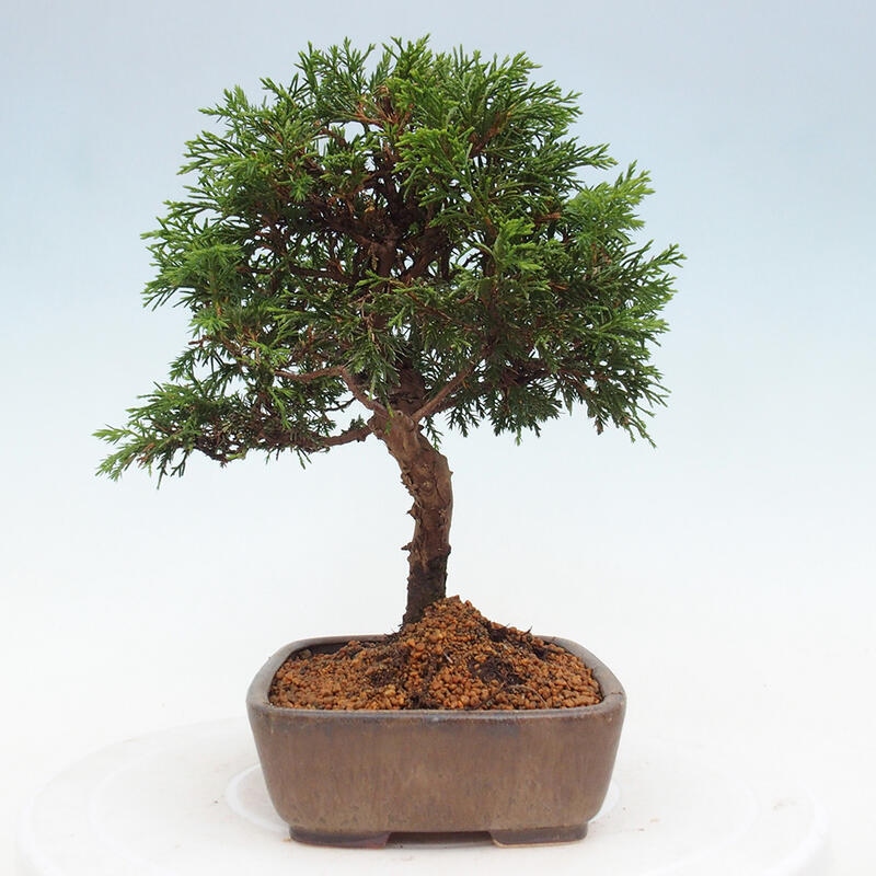 Venkovní bonsai - Juniperus chinensis Itoigawa -Jalovec čínský