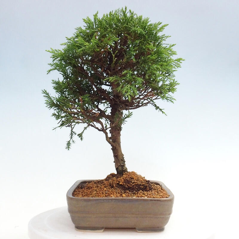 Venkovní bonsai - Juniperus chinensis Itoigawa -Jalovec čínský