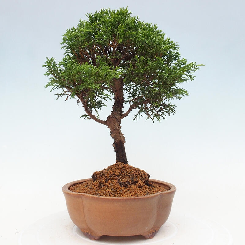 Venkovní bonsai - Juniperus chinensis Itoigawa -Jalovec čínský