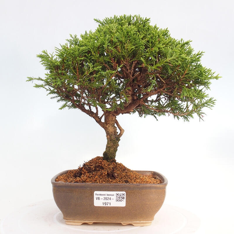 Venkovní bonsai - Juniperus chinensis Itoigawa -Jalovec čínský