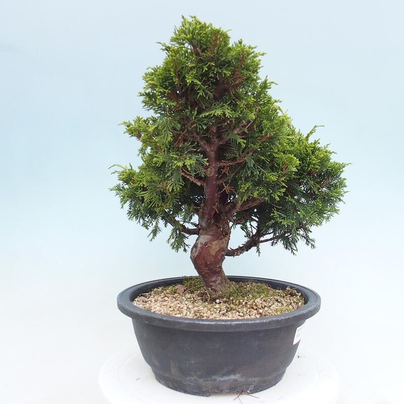 Venkovní bonsai - Juniperus chinensis Itoigawa -Jalovec čínský