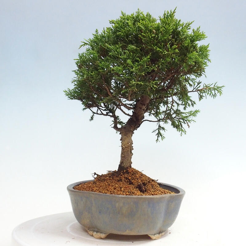 Venkovní bonsai - Juniperus chinensis Itoigawa -Jalovec čínský