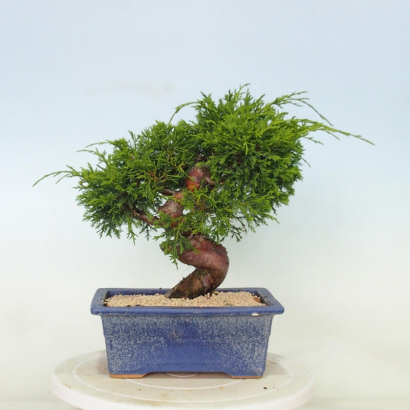 Venkovní bonsai - Juniperus chinensis Itoigawa -Jalovec čínský
