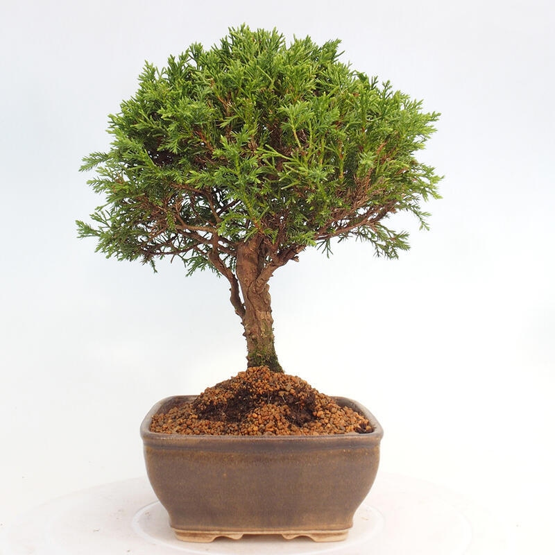 Venkovní bonsai - Juniperus chinensis Itoigawa -Jalovec čínský