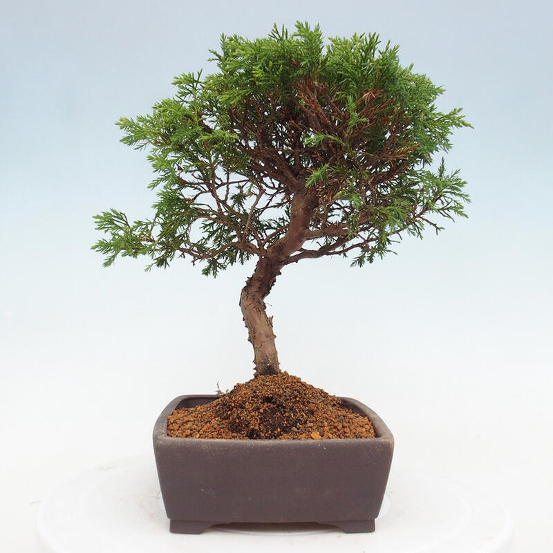 Venkovní bonsai - Juniperus chinensis Itoigawa -Jalovec čínský