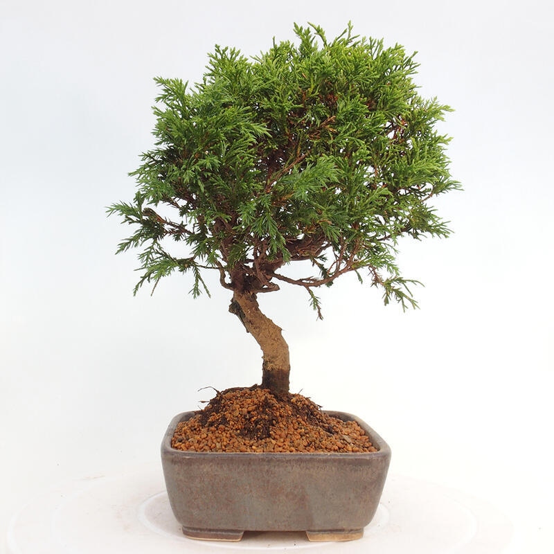 Venkovní bonsai - Juniperus chinensis Itoigawa -Jalovec čínský