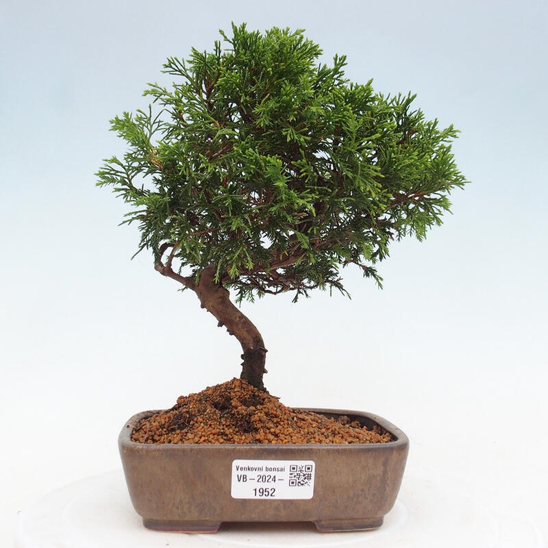 Venkovní bonsai - Juniperus chinensis Itoigawa -Jalovec čínský
